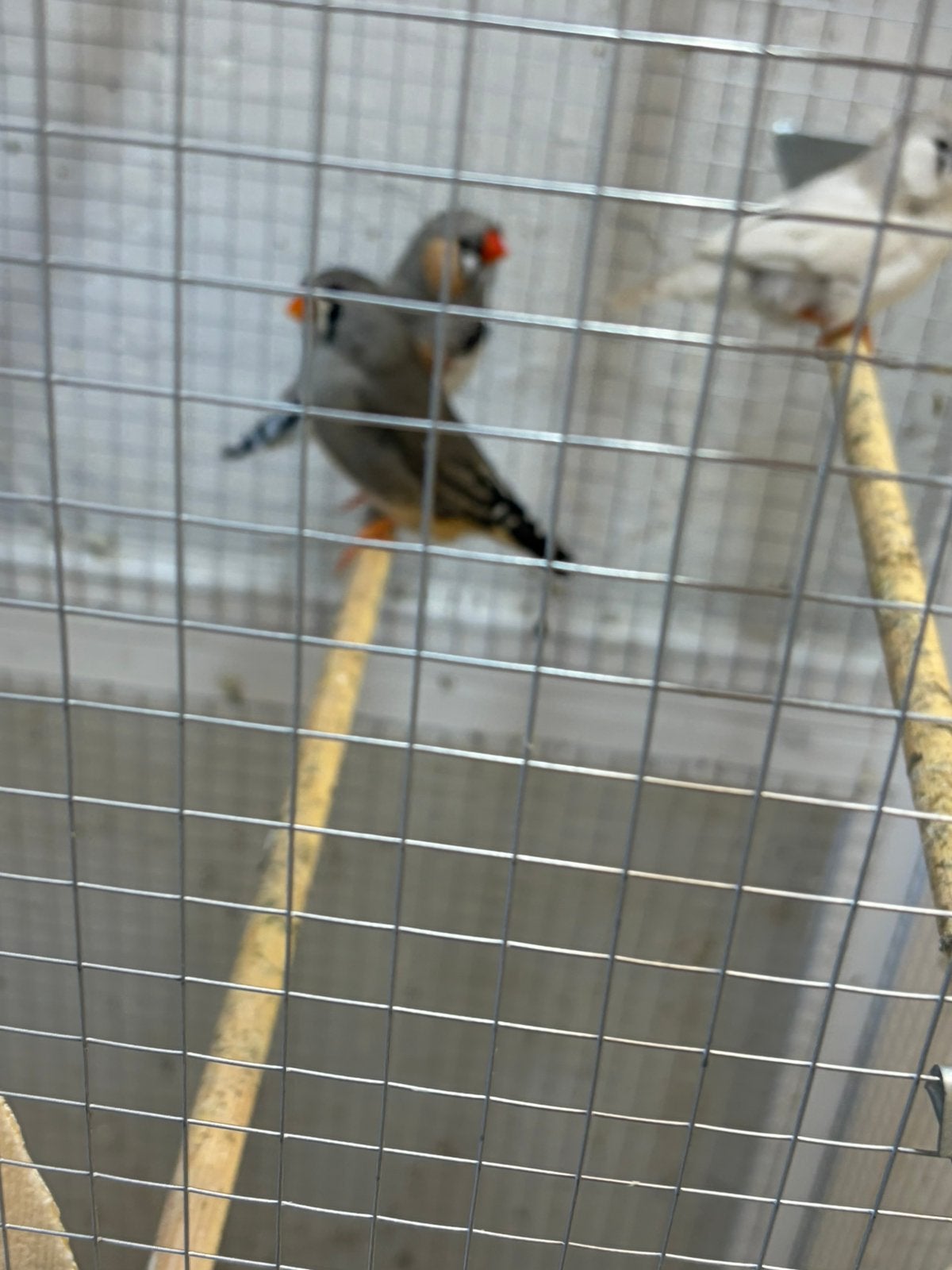 Zebravinken, Dieren en Toebehoren