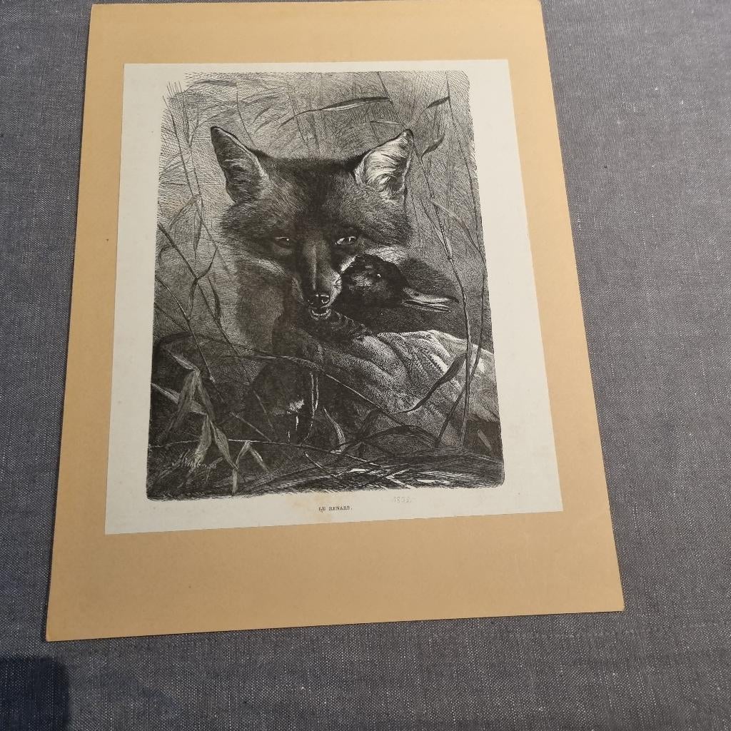 Oude prent "Le Renard", Gebruikt, Ophalen of Verzenden, Voor 1940, Dier