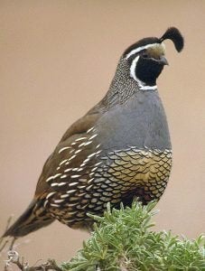 californische kuifkwartels, Animaux & Accessoires, Oiseaux | Oiseaux Autre, Bagué