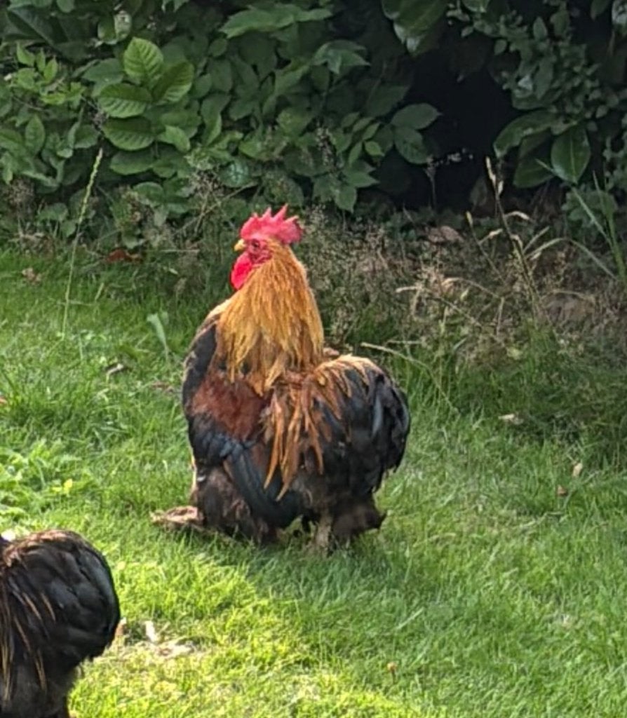 Haan, Dieren en Toebehoren, Mannelijk, Kip