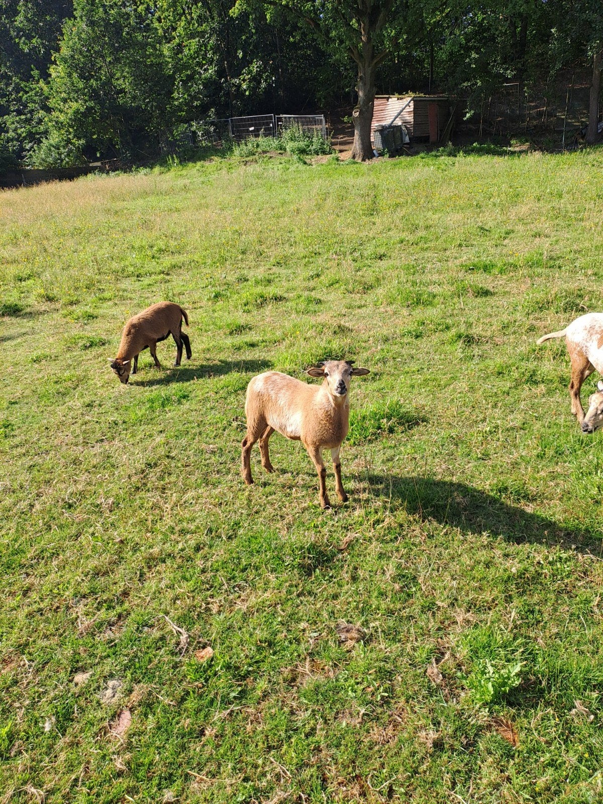 Kameroenschapen, Dieren en Toebehoren