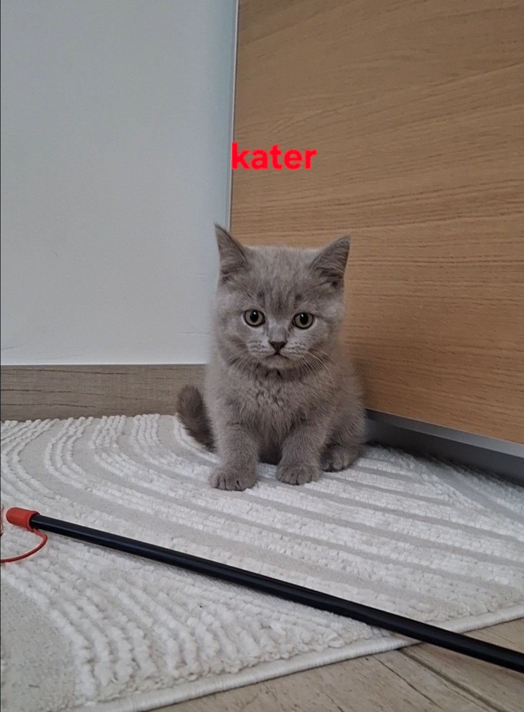 Chatons britanniques à poil court, Plusieurs animaux, Vermifugé, 0 à 2 ans