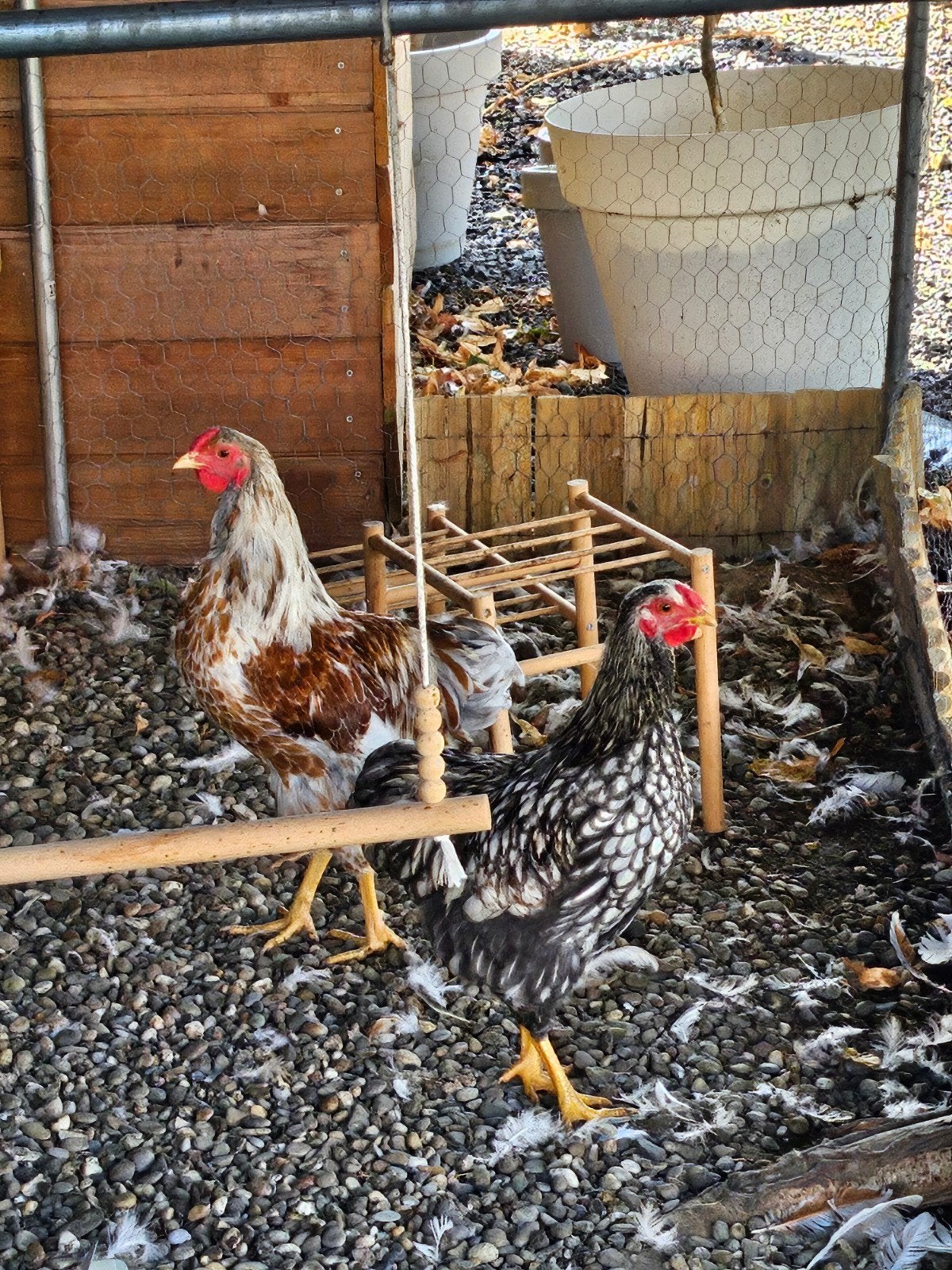 koppel Wynandote, Dieren en Toebehoren, Pluimvee