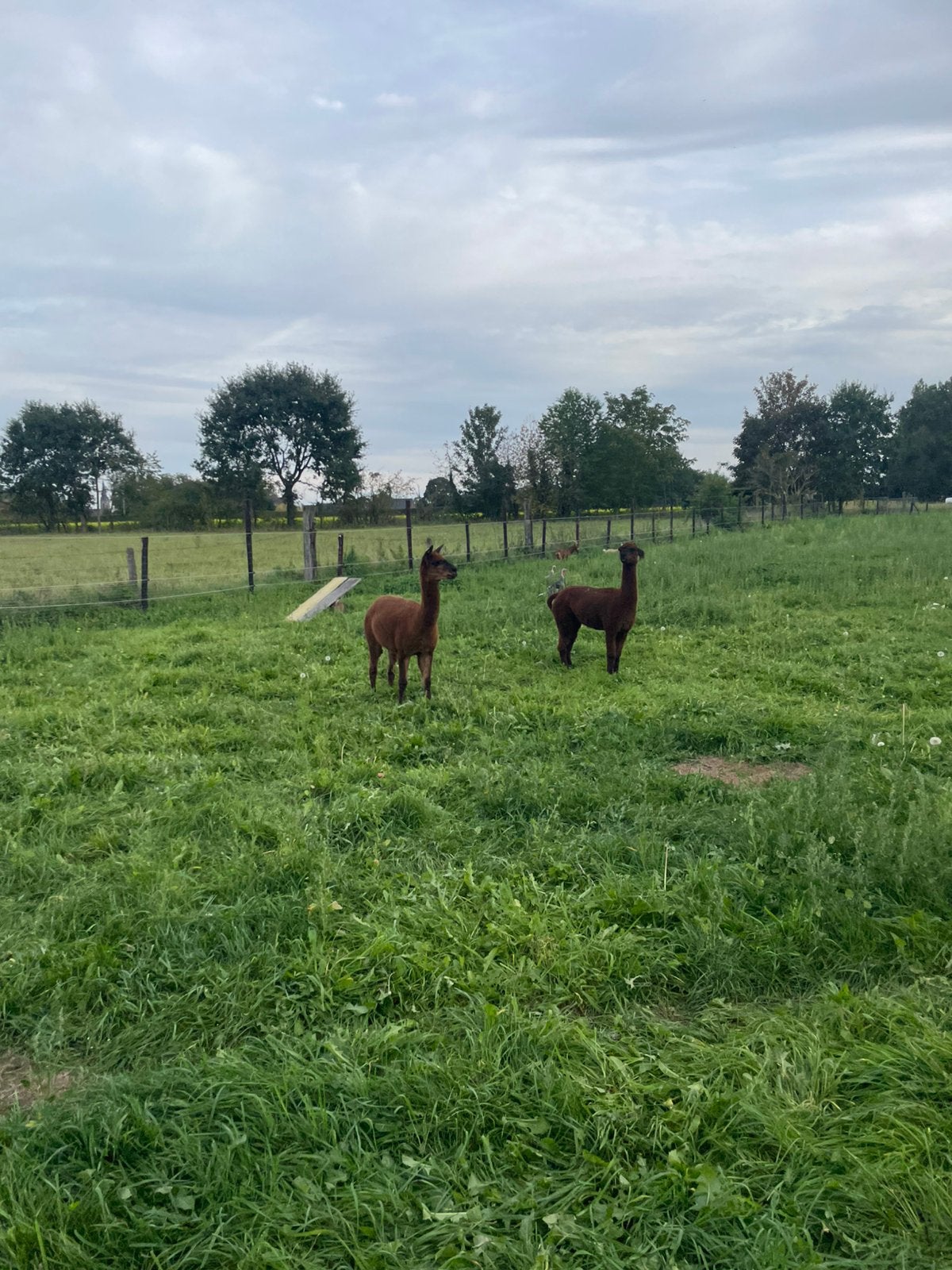 Alpaca koppel te koop 1650euro