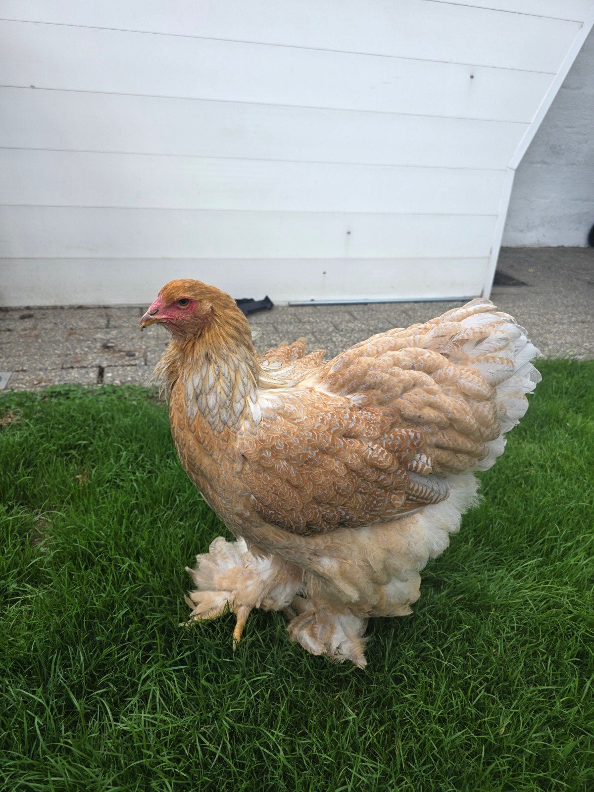 brahma splash hen, Animaux & Accessoires, Volatiles