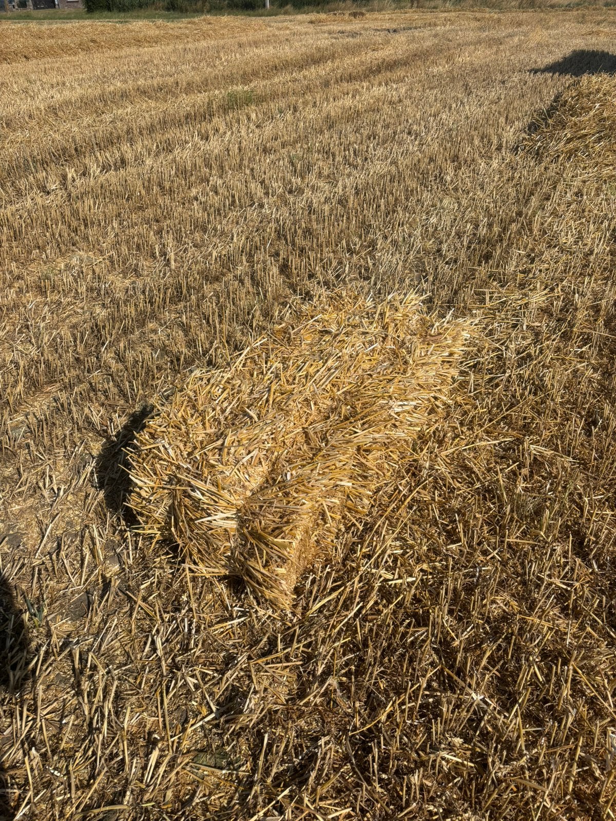 Kleine balen tarwe stro, Ophalen of Verzenden, Vee