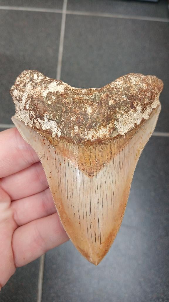 Magnifique dent de requin fossile de mégalodon, Enlèvement ou Envoi, Fossile