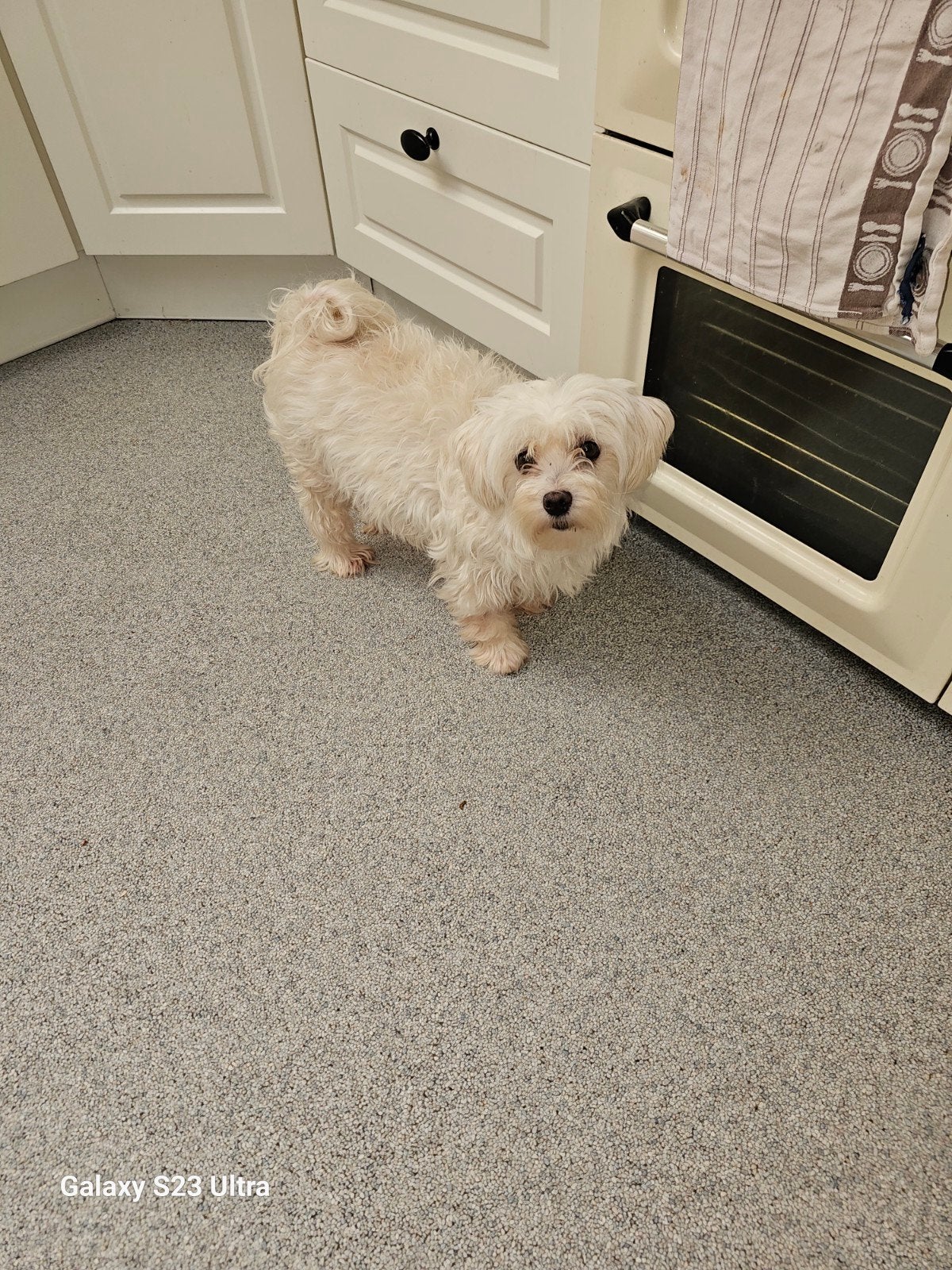 Maltezer  teefje  zoekt nieuwe thuis., België, Maltezer, Particulier, Eén hond