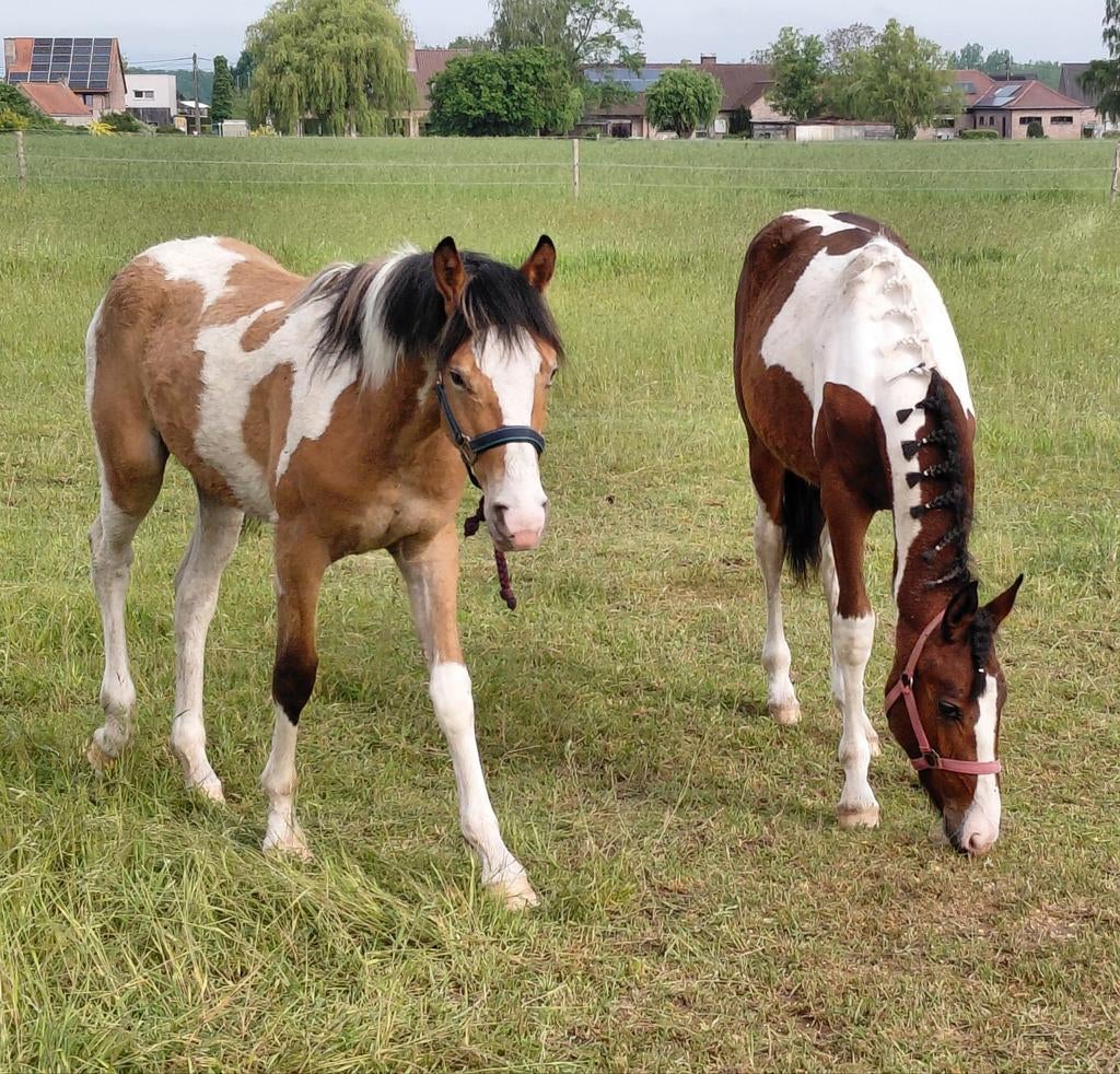 2 jaarlingen ,1 hengst is de valk bont en 1 merrie bruin bon, Dieren en Toebehoren