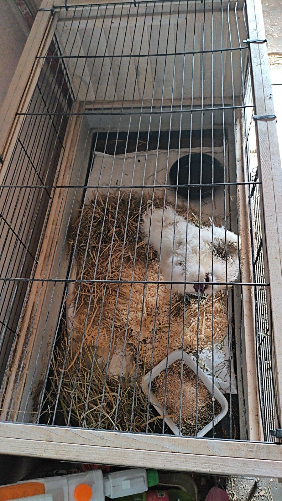 Haan zijdehoender, Dieren en Toebehoren, Ophalen