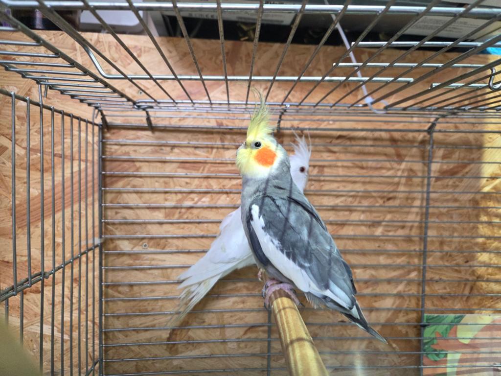 Couple calopsitte d'un an mâle gris femelle alpinos, Dieren en Toebehoren, Vogels | Toebehoren, Ophalen
