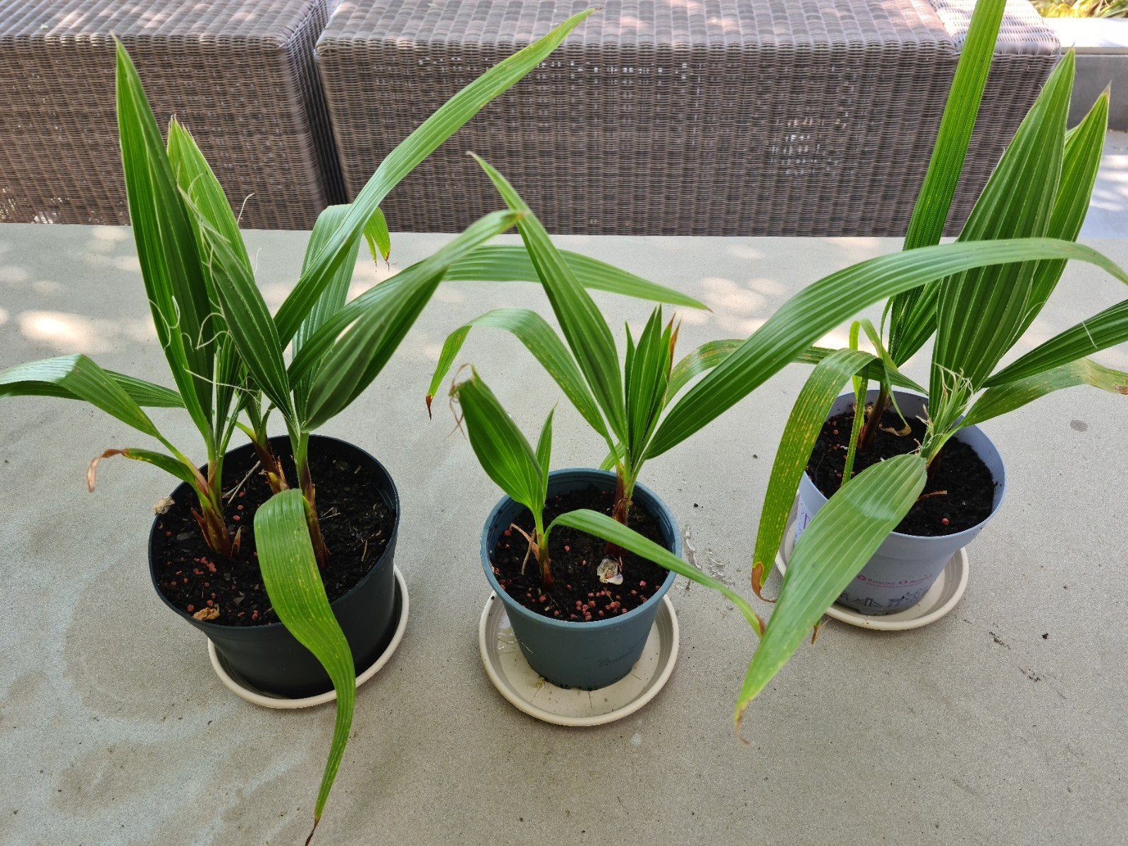 Waaierpalmen, Tuin en Terras, Planten | Tuinplanten, Ophalen