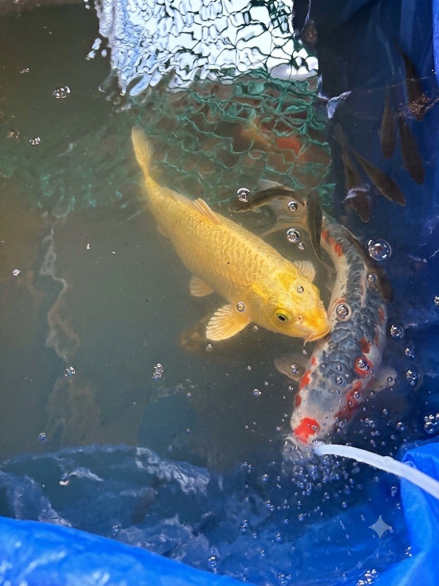 Doitsu koi 50cm, Dieren en Toebehoren, Vissen | Vijvervissen