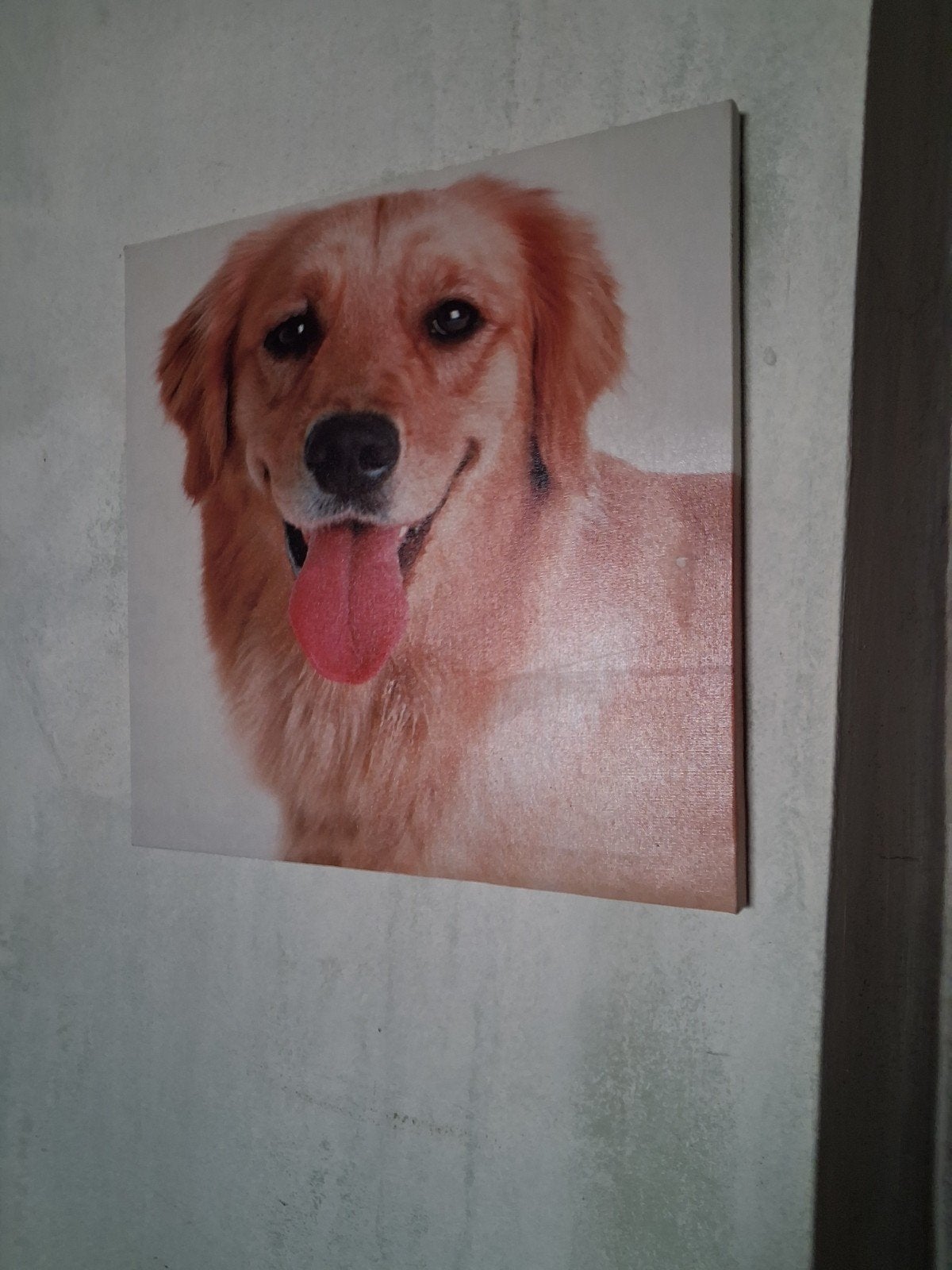 schildery hond, Ophalen