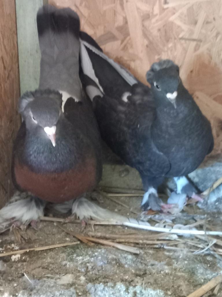 Takla Jong mooi duiven 25€stuk, Dieren en Toebehoren, Vogels | Duiven