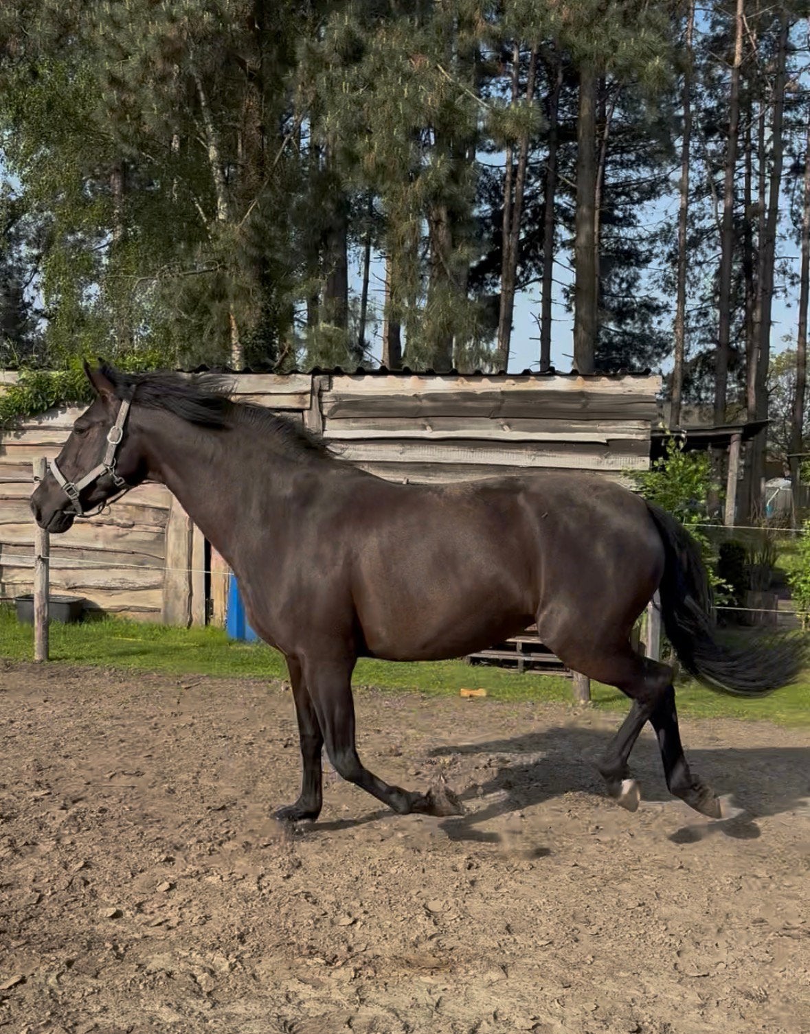 Spaanse merrie, Dieren en Toebehoren, Paarden, Merrie, Dressuurpaard, Gechipt, Zadelmak