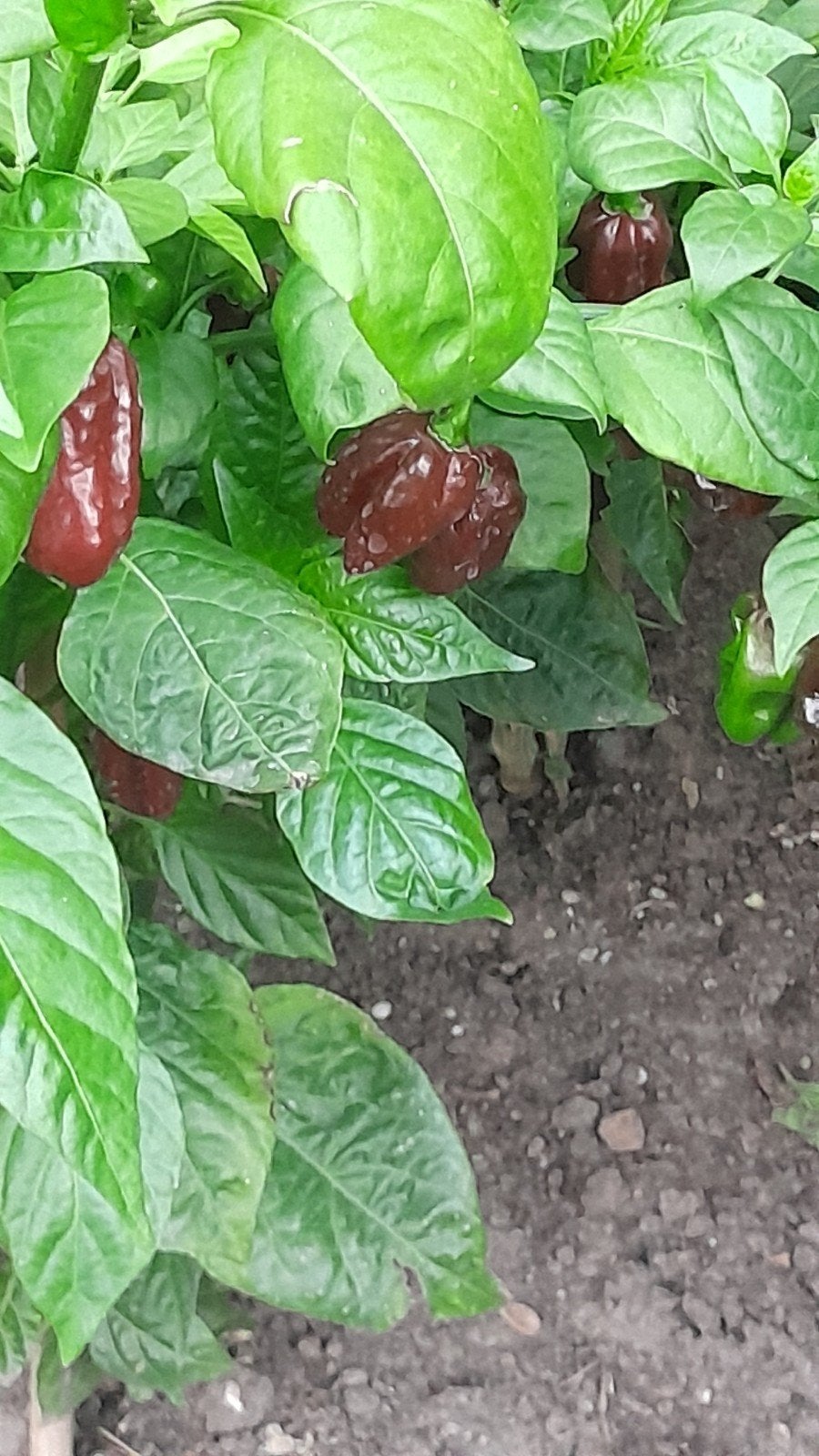 carolina reaper en habanero chocolate pepers vers en zaden, Tuin en Terras, Ophalen of Verzenden