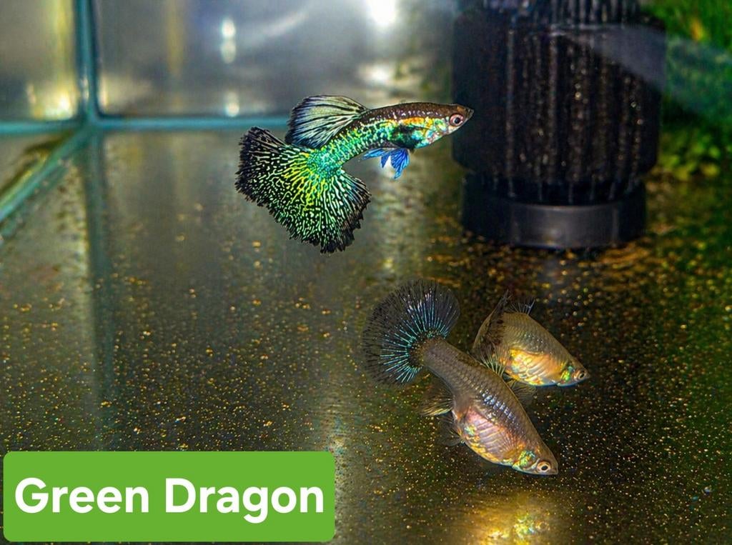 Raszuiver guppen, Animaux & Accessoires, Poissons | Aquariums & Accessoires, Enlèvement ou Envoi