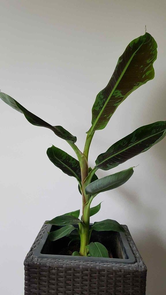 Musa Dwarf Cavendish Banaan voor binnen, Huis en Inrichting, Kamerplanten, Ophalen