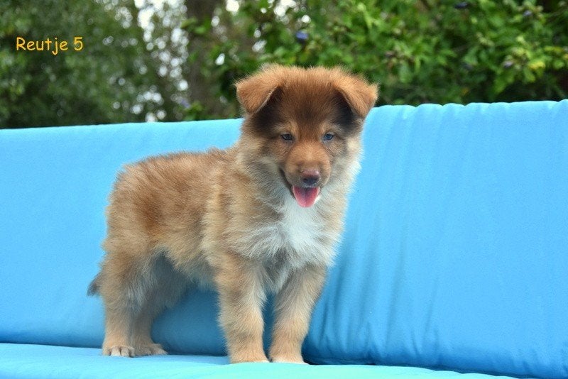 Prachtige kruising Herder pups, Animaux & Accessoires, Chiens | Sans pedigree, Maladie de Carré (chiens), Plusieurs, Belgique