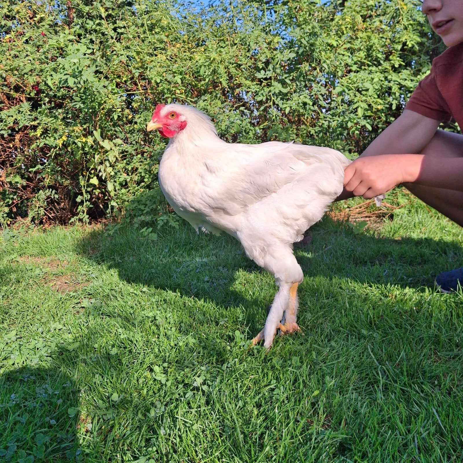 brahama haan wit, Dieren en Toebehoren