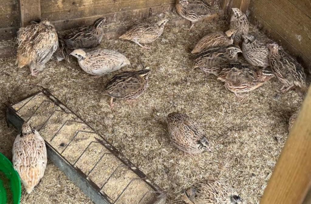 Japanse kwartels : hennen en hanen, Dieren en Toebehoren, Pluimvee, Overige soorten, Meerdere dieren
