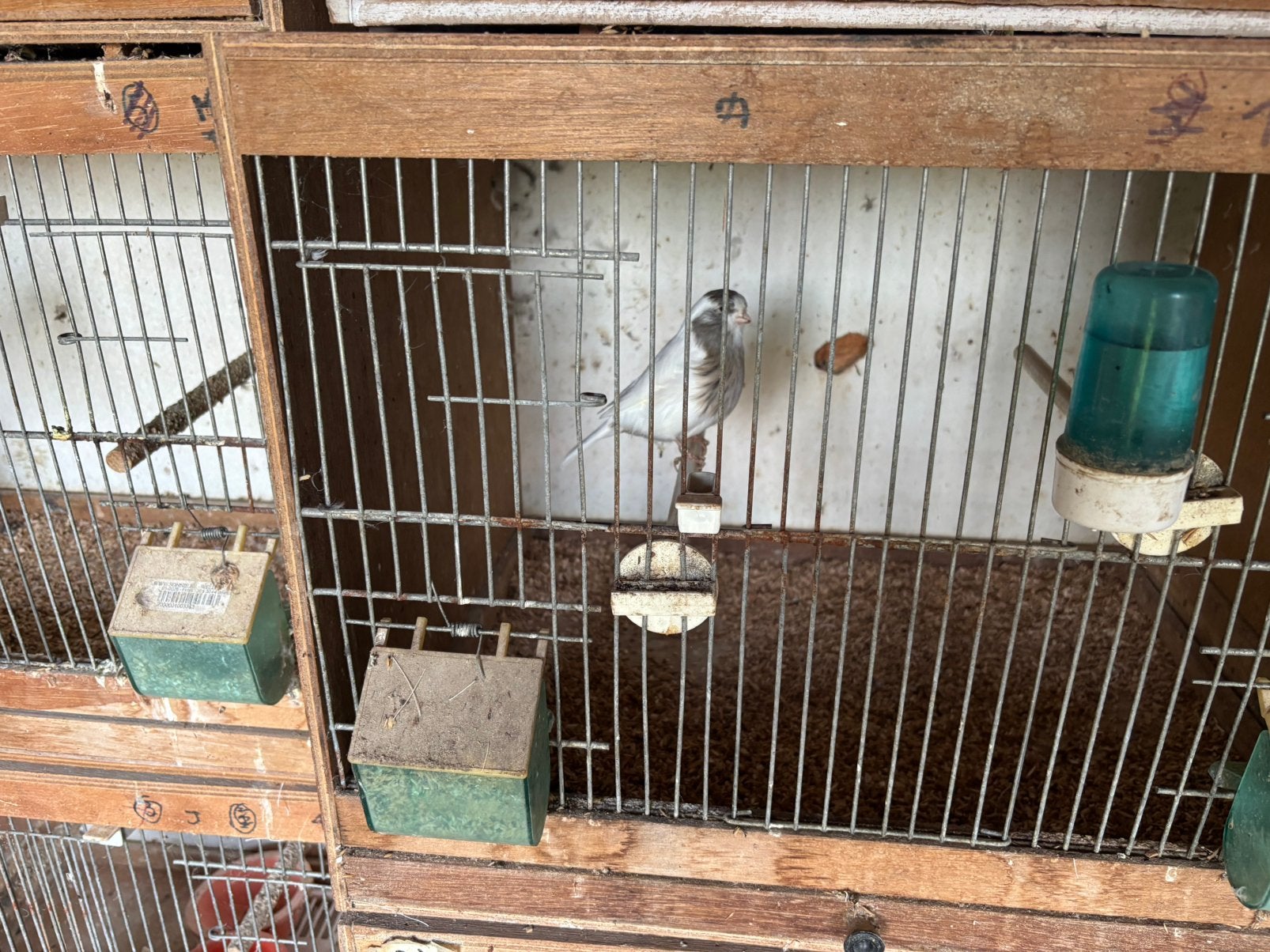 Glosters, Dieren en Toebehoren, Postuurkanarie