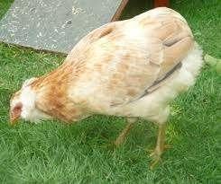 Kleurleggers Marans, Cream Legbar, Araucana en Eurocana, Kip