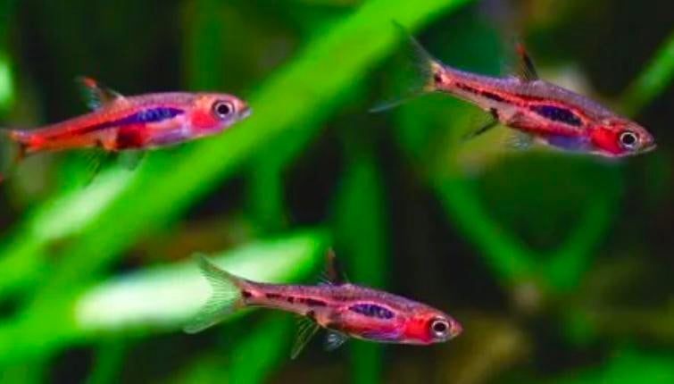 Muskiet Rasbora - Boraras Brigittae- Veiligste voor garnalen