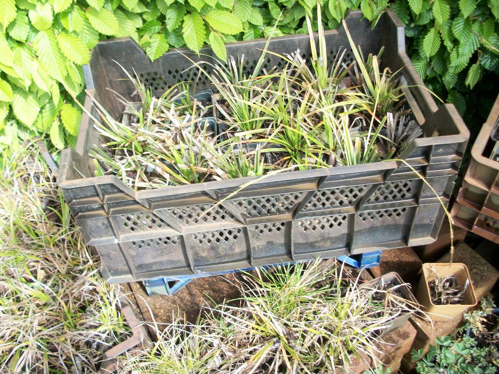 Siergrassen verschillende van hobbykweek, Tuin en Terras, Ophalen, Volle zon, Vaste plant, Siergrassen