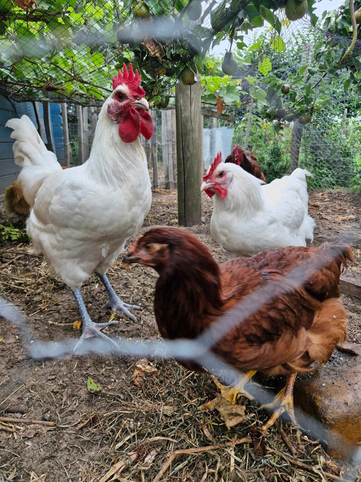 Poule de Bresse haantje, Dieren en Toebehoren, Mannelijk, Kip