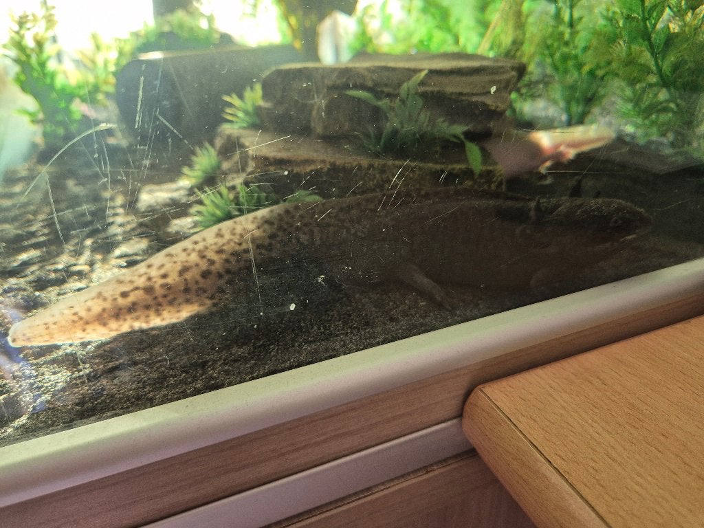 Axolotls