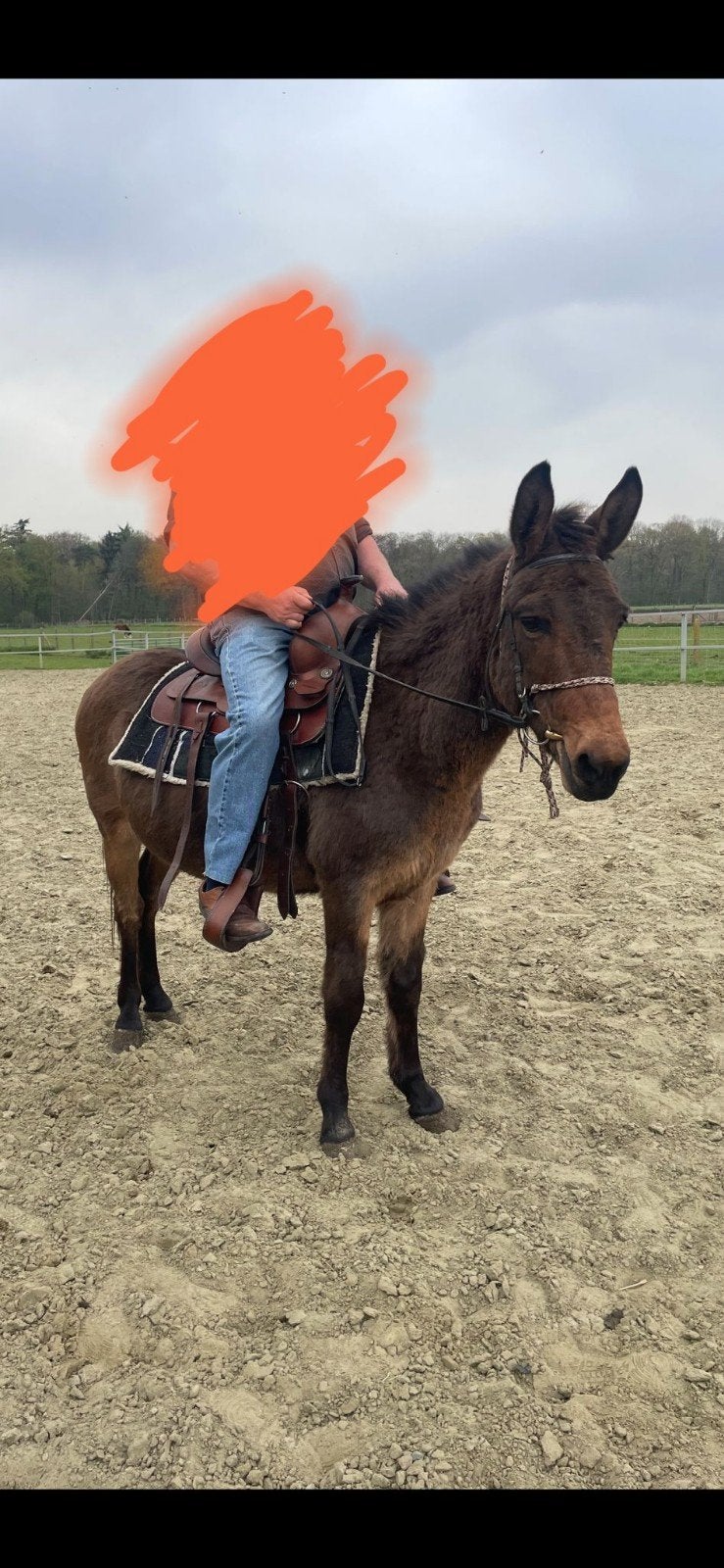 MUILEZEL RUIN, Dieren en Toebehoren, Pony's