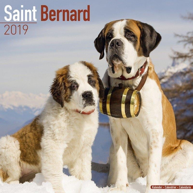 Sint Bernard kalender 2019, Diversen, Kalenders, Nieuw, Jaarkalender, Ophalen of Verzenden