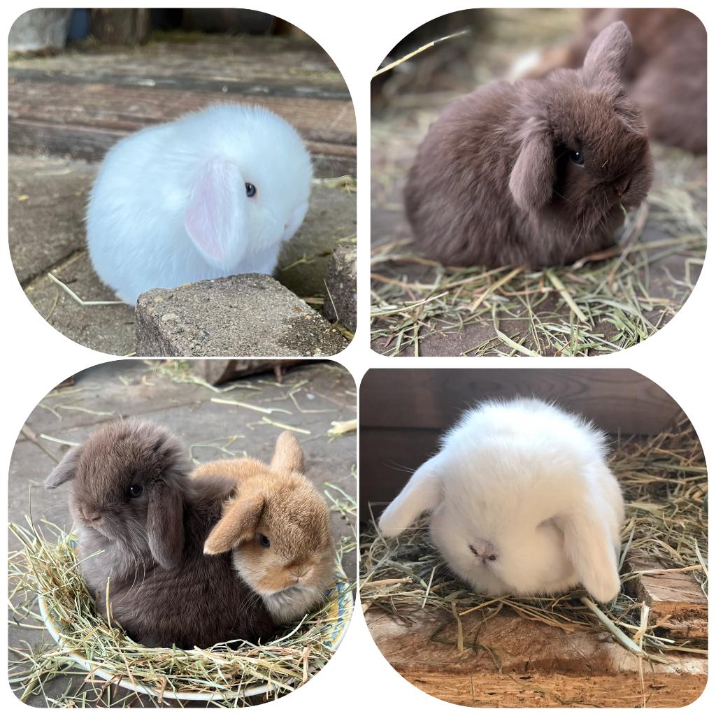 Geweldig lieve en knappe minilop konijntjes, Plusieurs animaux, Nain, Oreilles tombantes, 0 à 2 ans