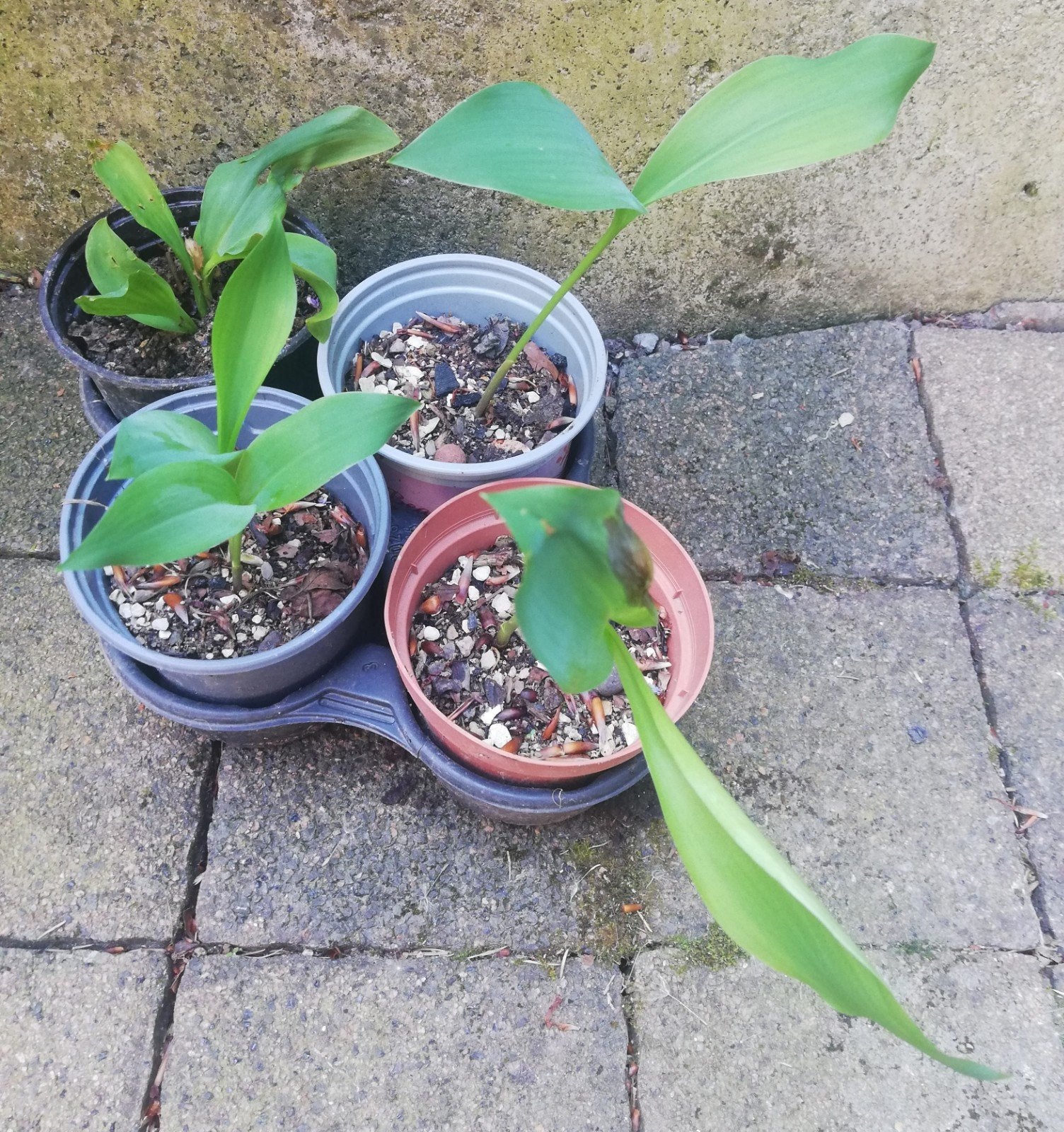 Witte lelietje-van-dalen verhandelen of verkopen, Ophalen, Bodembedekkers, Vaste plant, Halfschaduw