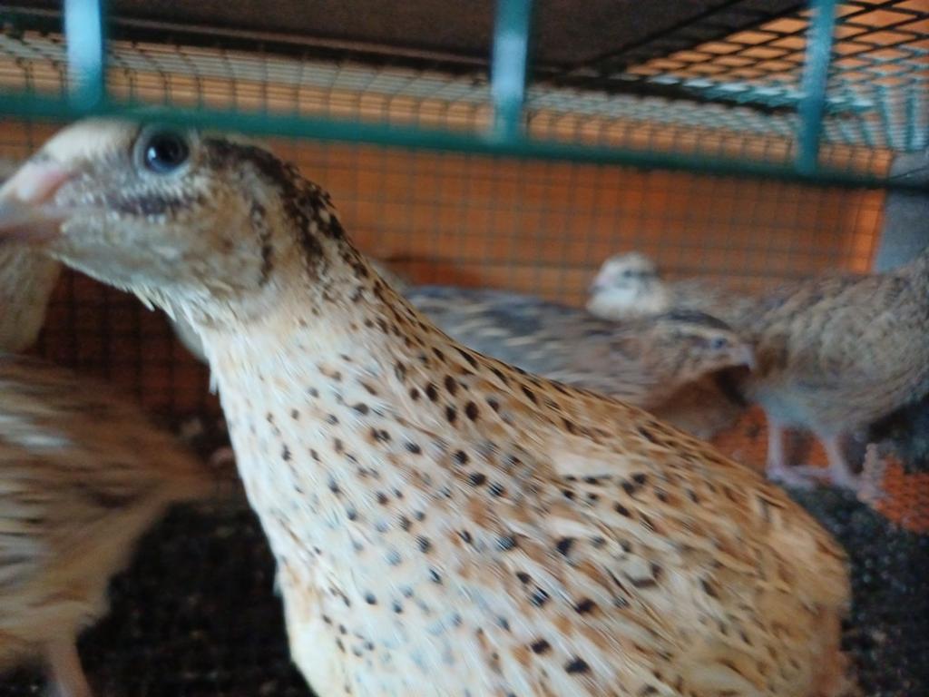 Japanese kwartels, Dieren en Toebehoren, Pluimvee, Overige soorten, Meerdere dieren