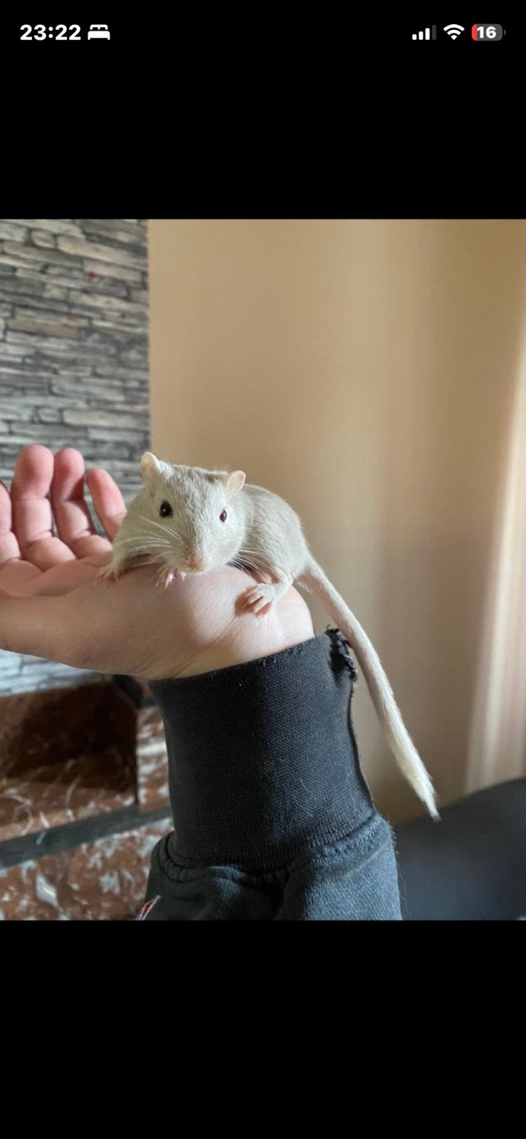 2 gerbils met kooi en accessoires, Dieren en Toebehoren, April, Meerdere dieren, Overige typen, Tam