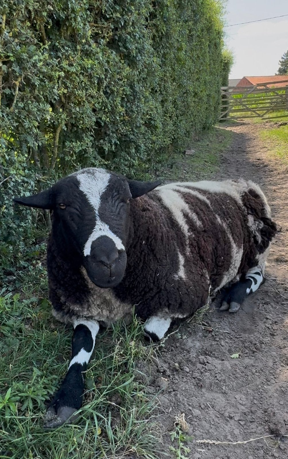 Baggerbonte ram, Animaux & Accessoires, Moutons, Chèvres & Cochons, Mâle, Mouton, 0 à 2 ans
