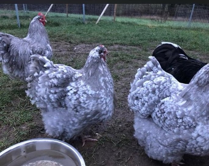 Orpiton kuikens kippen, Dieren en Toebehoren, Pluimvee