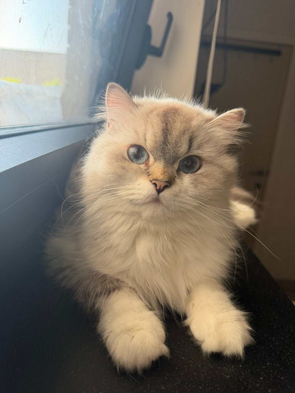 Nieuwe thuis gezocht britse langhaar, Chatte ou Chat, Avec pedigree, 0 à 2 ans
