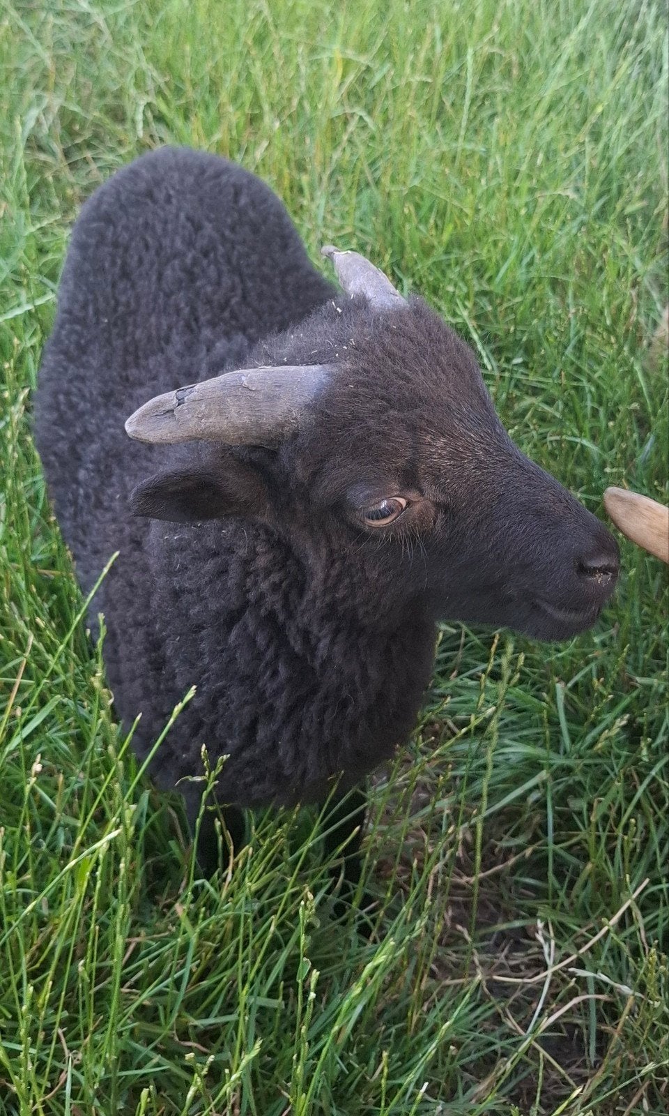 Ouessant schaap: Ramlam geboren op 30 april, Dieren en Toebehoren