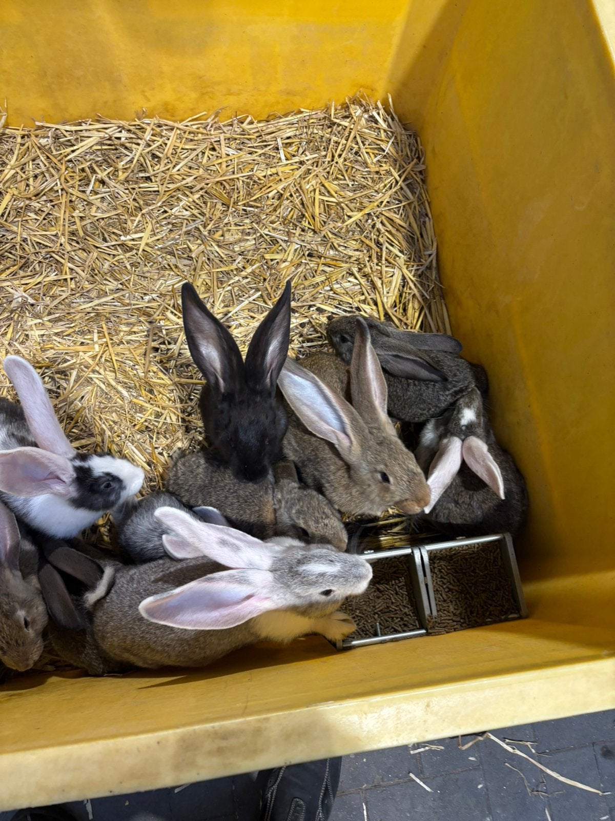 Vlaamse reuzen, Dieren en Toebehoren