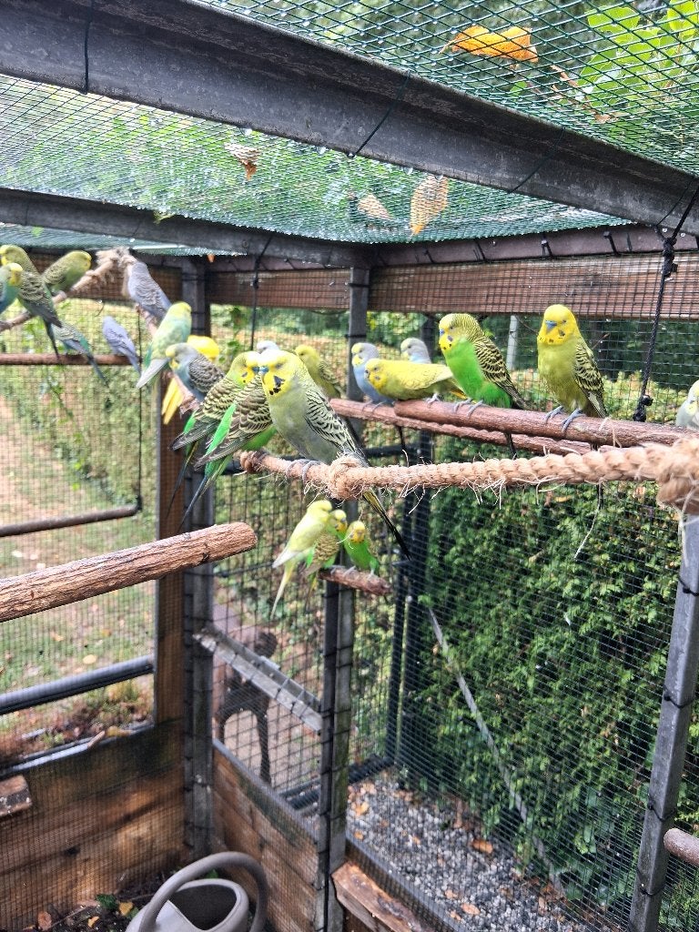 Grasparkieten. Blauw, Groen, Pop ,Man, Plusieurs animaux, Perruche
