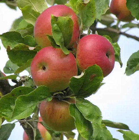 pommes non traitees a vendre, belle fleur, region beauraing, Enlèvement
