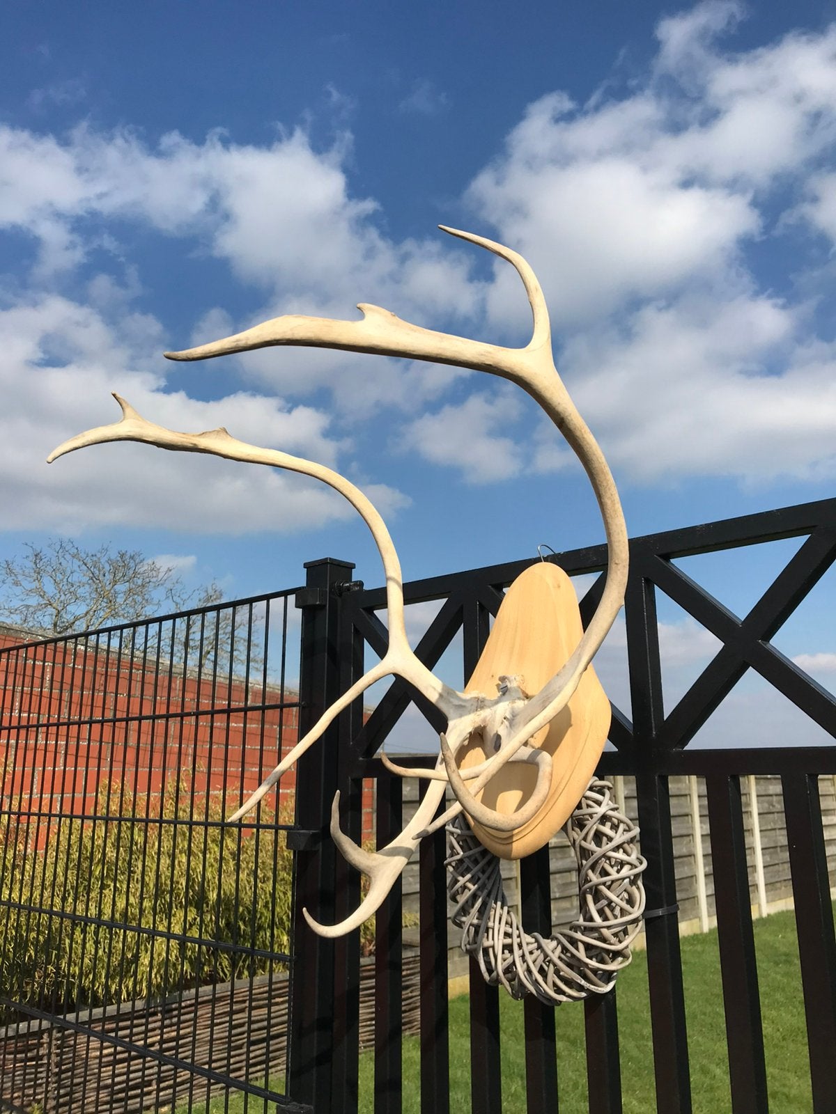 Groot gewei van kariboe, Antiek en Kunst, Ophalen