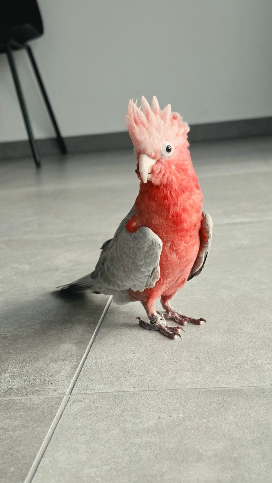 Superlieve, handtamme rosé kaketoe (man), Mâle, Perroquet, Domestique