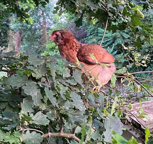 Trio d’Araucana saumon doré foncé à vendre, Animaux & Accessoires, Plusieurs animaux, Poule ou poulet