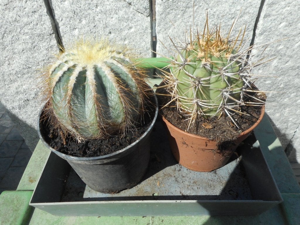 Planten, Tuin en Terras, Ophalen of Verzenden, Vaste plant, Overige soorten, Volle zon