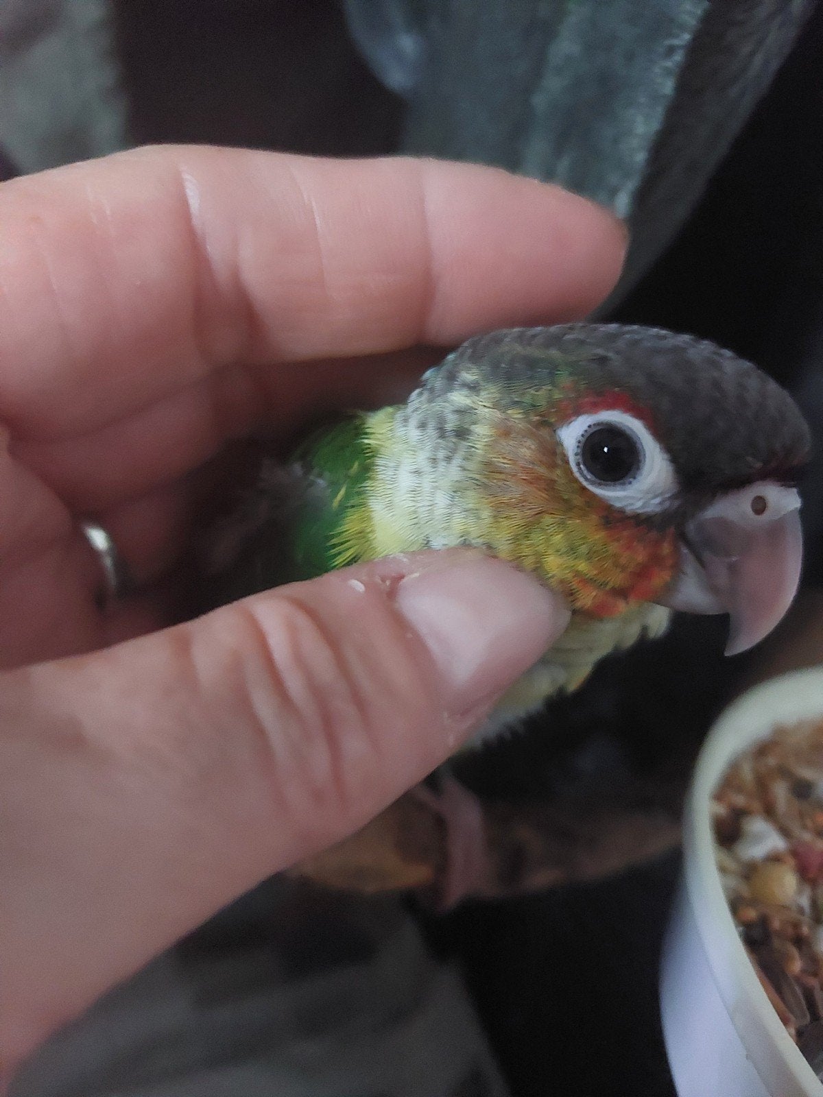 handtamme pyrrhura, Dieren en Toebehoren, Vogels | Parkieten en Papegaaien, Geringd